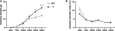 Overexpression of growth hormone improved hepatic glucose catabolism and relieved liver lipid deposition in common carp (Cyprinus carpio L.) fed a high-starch diet